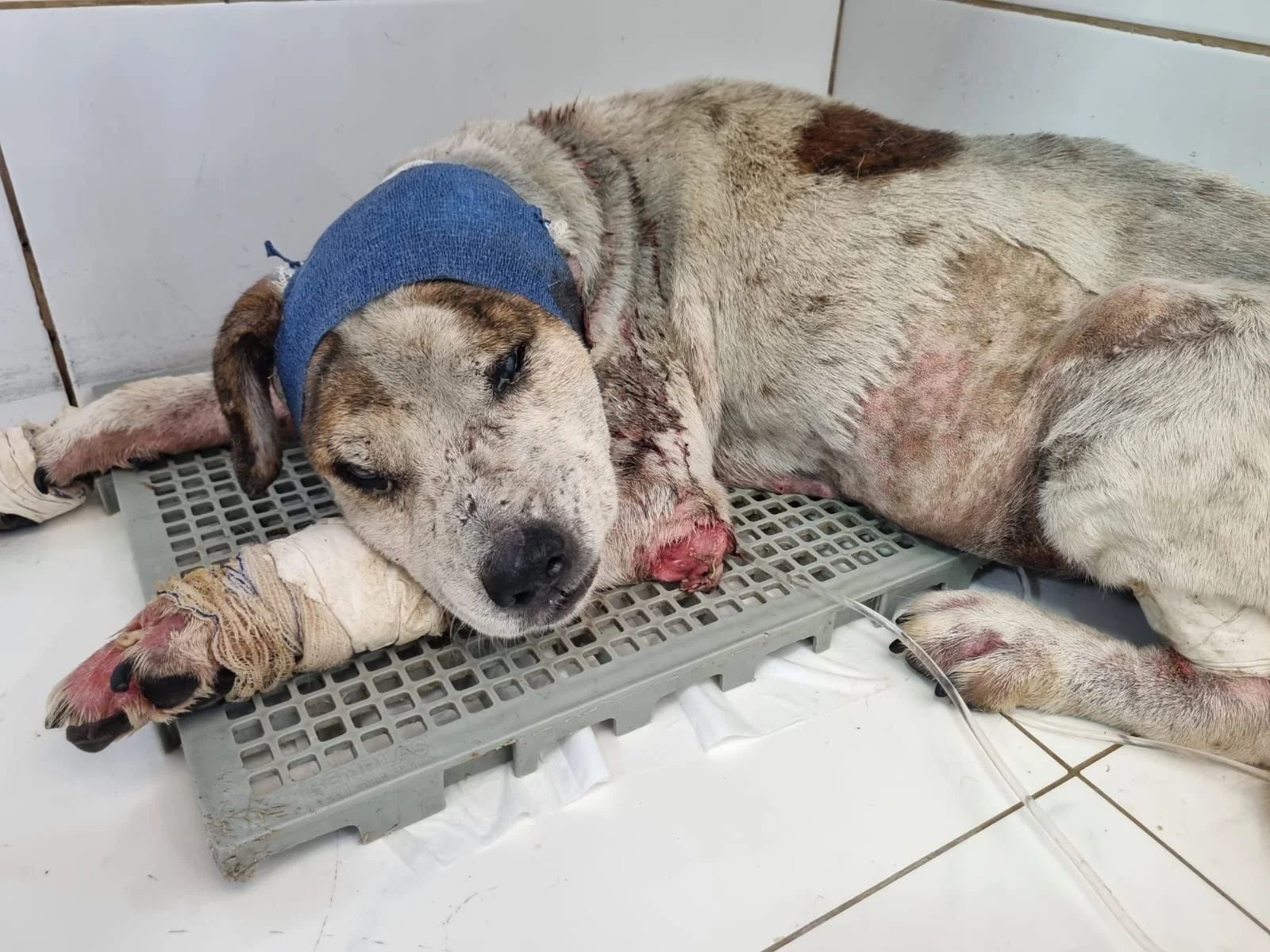 Cães resgatados pelo Amor que Late